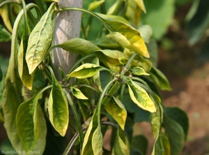 Détail de feuille de poivron chlorotiques et enroulées.  <b><i>Candidatus</i> Phytoplasma solani</b> (stolbur)