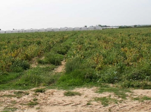 Parcelle d'aubergine affectée par le Stolbur. Notez les nombreuses plantes rabougries et chlorotiques. <b><i>Candidatus</i> Phytoplasma solani</b> (stolbur)