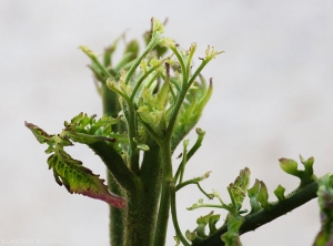 Apex proliférant d'un pied de tomate. <b><i>Candidatus</i> Phytoplasma solani</b> (stolbur)