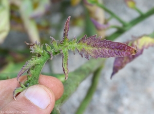 Détail de jeunes folioles de tomate anthocyanées. <b><i>Candidatus</i> Phytoplasma solani</b> (stolbur)