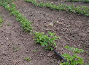 Une pied de pomme de terre est entièrement flétri sur ce rang de plantation. <i><b>Ralstonia solanacearum</i></b> (flétrissement bactérien)