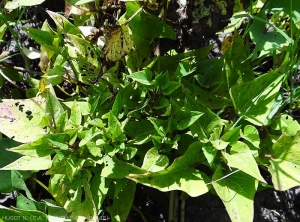 Les feuilles sur ce pied de patate douce, en plus d'être plus petites et chlorotiques, sont plus étroites.  <b><i>Candidatus</i> Phytoplasma solani</b> (stolbur)