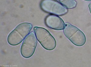 Trichothecium14