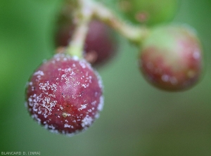 Particolare dei corpi fruttiferi <b> <i> Plasmopara viticola </i> </b> ancora presenti su questa bacca che mostrano un sintomo di rutto marrone.  (<b> marciume grigio </b>).