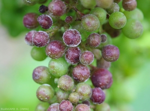 Su questi acini sono ancora presenti corpi fruttiferi di <b> <i> Plasmopara viticola </i> </b> che mostrano un sintomo di eruttazione bruna.  (<b> marciume grigio </b>).  