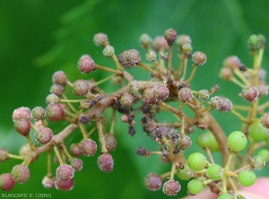 Aspetto di rutto grigio finale, anche bruno inizio rutto sugli acini d'uva.  <b> <i> Plasmopara viticola </i> </b> (peronospora)