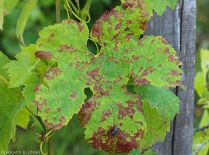 Facce di peronospora osservate su alcuni vitigni.  <b> <i> Plasmopara viticola </i> </b>