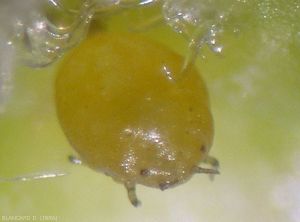 Particolare della larva di galicole.(fillossera)