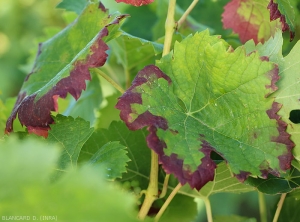 Diverse foglie di fico mostrano un arrossamento della lamina fogliare a partire dalla sua periferia e caratteristico dell'attacco <b> <i> Empoasca vitis </i> </b>.  (cicalina verde o griglie)