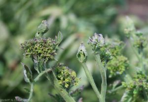 Phénomènes de balai de sorcière associés à des hypertrophies de calices (Big bud). Observé en Nouvelle-Calédonie (<i>Ca. Phytoplasma aurantifolia</i>)