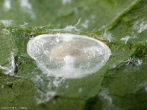 Bozzolo di pupa di <i><b>Neodryinus typhlocybae</i></b>, parassitoide di <i><b>Metcalfa pruinosa</i></b>.