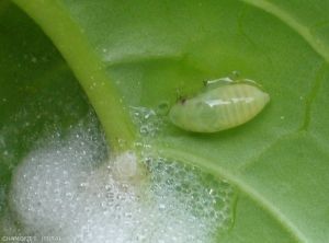 La larva di <em><b>Philaenus spumarius</b></em>, spittlebug dei prati, è un insetto mordace-succhiatore che può trasmettere alcuni batteri patogeni.