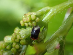 <b><em>Geocoris erythrocephalus</em></b> è un predatore di acari abbastanza comune nelle regioni calde.