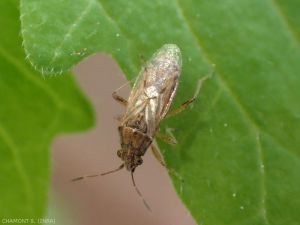 La cimice <em><strong>Nysius senecionis</strong></em> può a volte sciamare nel vigneto mediterraneo, senza però causare danni significativi.