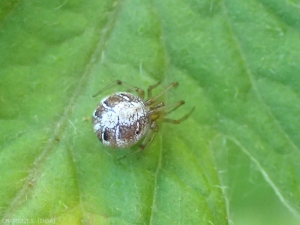 phylloneta-theridiidae