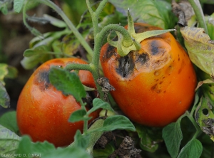 La zona peduncolare di questi due frutti di pomodoro presenta macchie più o meno estese e concave annerite al centro.  <i><b>Alternaria tenuis</b></i>...