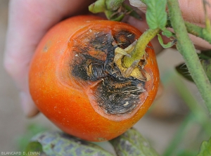 Cedimento dei tessuti della zona peduncolare del frutto del pomodoro che si ricopre di una muffa nera.  <i><b>Alternaria tenuis</b></i>...