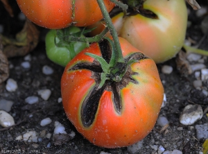 <b><i>Alternaria</i> sp.</b> si deposita su un frutto di pomodoro dalle crepe nella zona del gambo e conferisce un colore nero ai tessuti vicini.