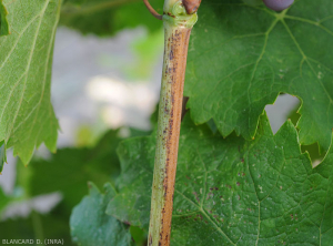 Indurimento settoriale di un tralcio di vite.  (<b>flavescenza dorata</b>)