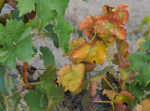 Aspetto di un ramoscello di uva rossa con sintomi di <b>flavescenza dorata</b>.  La lunghezza del ramo è ridotta e le foglie sono ingiallite, anche arrossate, e più o meno arrotolate.
