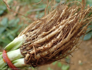 nematode-Eryngium-foetidum