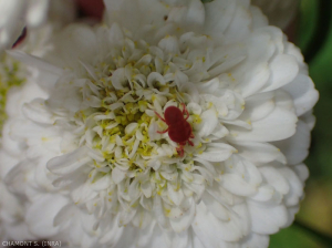 trombidium-pollen