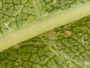 I tiflodromi si osservano sulla pagina inferiore delle foglie. Foto di C. Goulin, insecte.org 