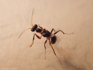 Femmina di <i><b>Neodryinus typhlocybae</i></b> parassitoide di <i><b>Metcalfa pruinosa</i></b>, introdotta con successo in Europa.