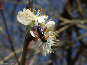 campopleginae-prunellier