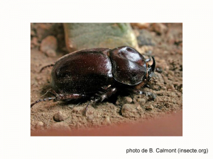 phyllognathus-excavatus