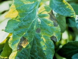 Macchie con piccole aree marroni, costituite da anelli concentrici, che conferiscono loro l'aspetto di un bersaglio.  <i> <b> Alternaria tomatophila </b> </i> (alternaria, peronospora)