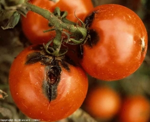 alternaria_tomate_DB_234