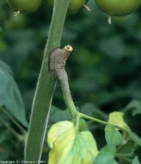 Precoce deterioramento sul gambo, marrone scuro ricoperto da una muffa grigio scuro.  <b> <i> Botrytis cinerea </i>