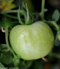 botrytis_tomate_DB_253