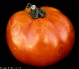 botrytis_tomate_DB_254