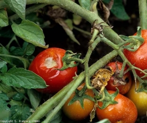 Questo frutto maturo è parzialmente degradato da marciume umido e molle.  I tessuti liquefatti sono collassati e il film, rugoso in alcuni punti, si romperà presto.  Comincia a crescere una muffa aerea bianca.  <b> Mucor </b> (<i> Rhizopus </i> e <i> Mucor </i> marciscono)