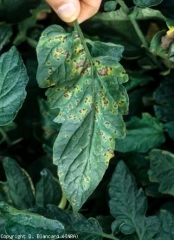 Piccole macchie brune, arrotondate, dai contorni irregolari, che presentano un alone giallo abbastanza marcato.  <b> <i> Pseudomonas syringae </i> pv.  <i> pomodoro </i> </b>