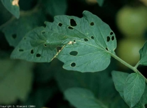 Perforazioni più o meno circolari e ben incise sono indizi di parassitismo da parte di bruchi di farfalle della famiglia <i> Noctuidae </i>.  <b> Bruchi defoglianti </b> (tarme)