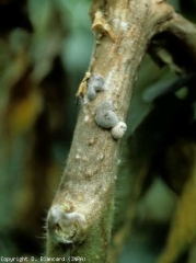 <i><b>Sclerotinia sclerotiorum</b></i>