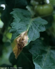 Quando una lesione appare alla fine del limbus, si diffonde gradualmente e assume la forma di una fiamma.  Fare attenzione a non confondere questo sintomo con quello causato da <i> Botrytis cinerea </i>.  <b> <i> Didymella lycopercisi </i> </b> (<i> Didymella </i> macchie)