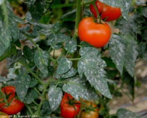 Danni generalizzati <b> <i> Oidium neolycopersici </i> </b> (oidio) su tutte le foglie di questa pianta di pomodoro.