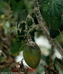 Oltre alla <b>fuliggine </b>, numerose <b> cocciniglie </b> (cocciniglie) bianche in diversi stadi sono visibili sul gambo, sui piccioli e, in misura minore, sul frutto di questa base di pomodoro .  <b> In presenza di fumaggine, ricordati di incriminare i parassiti </b>