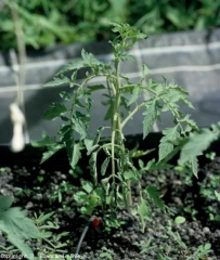 L'appassimento batterico sta appena iniziando a manifestarsi su questa piantina di pomodoro.  Una singola foglia mostra un marcato avvizzimento.  <b> <i> Ralstonia solanacearum </i> </b> (appassimento batterico)