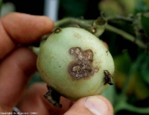 Su questo frutto verde si osservano lesioni più classiche da un attacco di <b> <i> Thanatephorus cucumeris </i> </b> (<b> <i> Rhizoctonia solani </i> </b>).  Piuttosto limitati, dal marrone al beige, hanno pochi motivi concentrici.  Si notano anche alcune piccole afte.