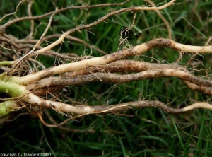 Le lesioni alla radice sono più importanti, la corteccia fortemente alterata presenta una marcata tinta marrone <b> <i> Colletotrichum coccodes </i> </b>