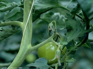 <b> Argentatura </b> su gambo di pomodoro (anomalia genetica).