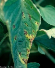 Alla fine, i volantini colpiti alla fine ingialliscono e si seccano.  <b> <i> Pseudomonas syringuae </i> pv.  <i> pomodoro </i> </b>