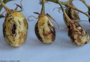 Su questi frutti ancora verdi sono chiaramente visibili diversi cambiamenti necrotici secchi e crepe sughero.
<b><i>Tomato spotted wilt virus</i></b>, TSWV