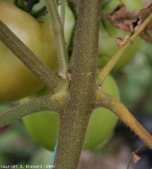 Questa porzione di stelo è completamente abbronzata, tonalità che caratterizza un attacco di<b><i>Aculops lycopersici</i></b> (acariosi abbronzata, pomodoro russet mite)