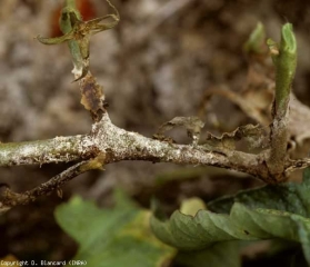 Un feltro più o meno denso copre una lesione umida e marrone che si è sviluppata su questa porzione di gambo di pomodoro. <i><b>Thanatephorus cucumeris</b></i>